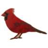 Bird Cardinal