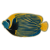 Blue Yellow Fish